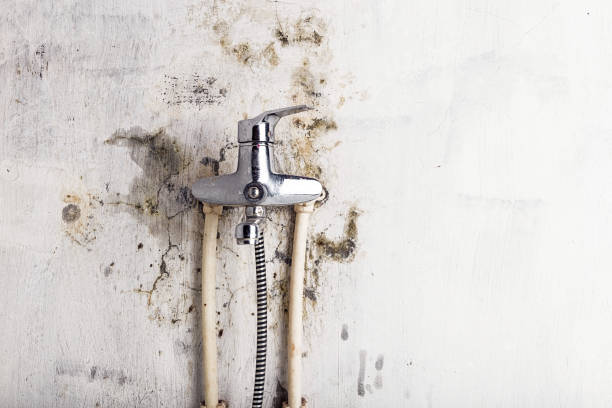 Professional Mold Removal in Scaggsville, MD
