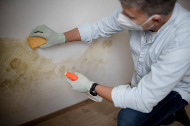 Certified Mold Removal in Scaggsville, MD