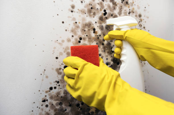 Mold Removal Process in Scaggsville, MD