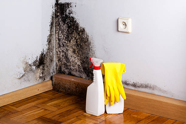 Best Mold Damage Repair  in Scaggsville, MD