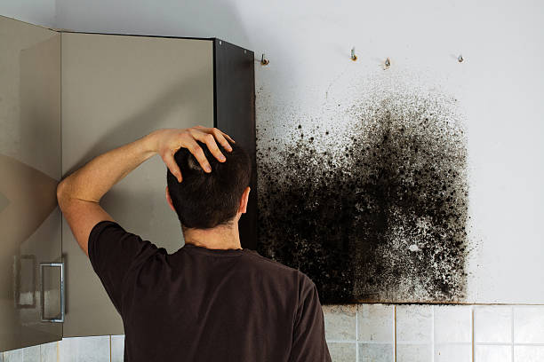 Best Mold Testing  in Scaggsville, MD