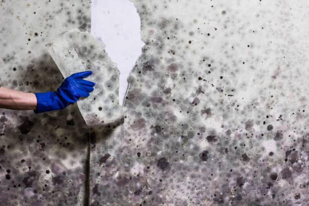 Best Mold Testing  in Scaggsville, MD